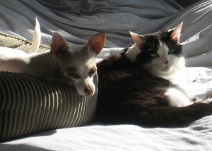 EasterSnuggleBunnies